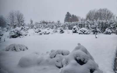 Zima zagościła w naszych ogrodach