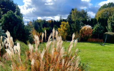 Jak przygotować ogród do zimy?